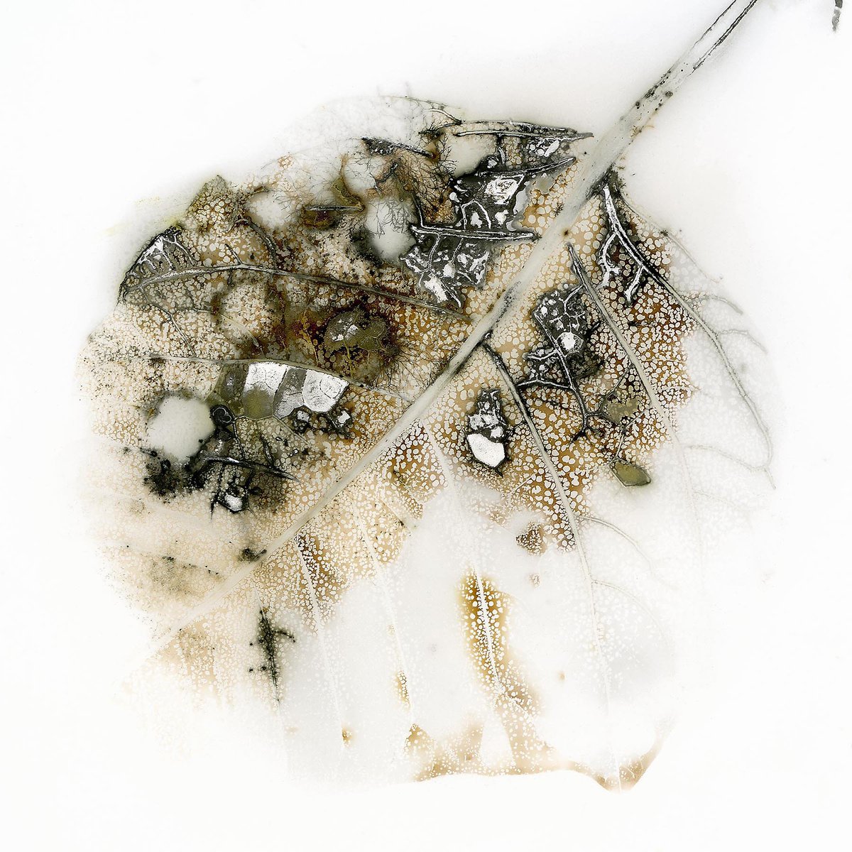 ParkerHarrisCo's tweet image. .@RGS_IBG &amp;amp; @ForestryCommEng announce EARTH PHOTO Prizewinners. Edward Bateman is awarded the 'NATURE' prize for his 'Reversing Photosynthesis' series - made photographically without the direct interaction of light. #EarthPhoto '18 continues at the RGS until 21 Sept 2018.