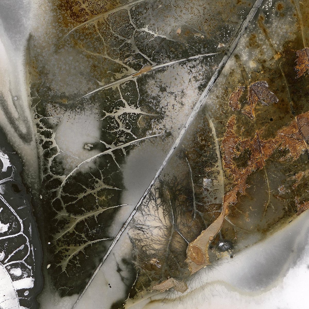 ParkerHarrisCo's tweet image. .@RGS_IBG &amp;amp; @ForestryCommEng announce EARTH PHOTO Prizewinners. Edward Bateman is awarded the 'NATURE' prize for his 'Reversing Photosynthesis' series - made photographically without the direct interaction of light. #EarthPhoto '18 continues at the RGS until 21 Sept 2018.