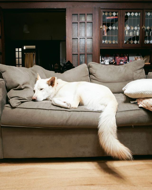 edaleeta's tweet image. No room for humans this time. Just me, my cat, and tail. — @gogithedog ••• #dogsofinstagram #jindodog #pungsandog #petsofinstagram #monkeythecat
instagram.com/p/Bnly9ngltYa/