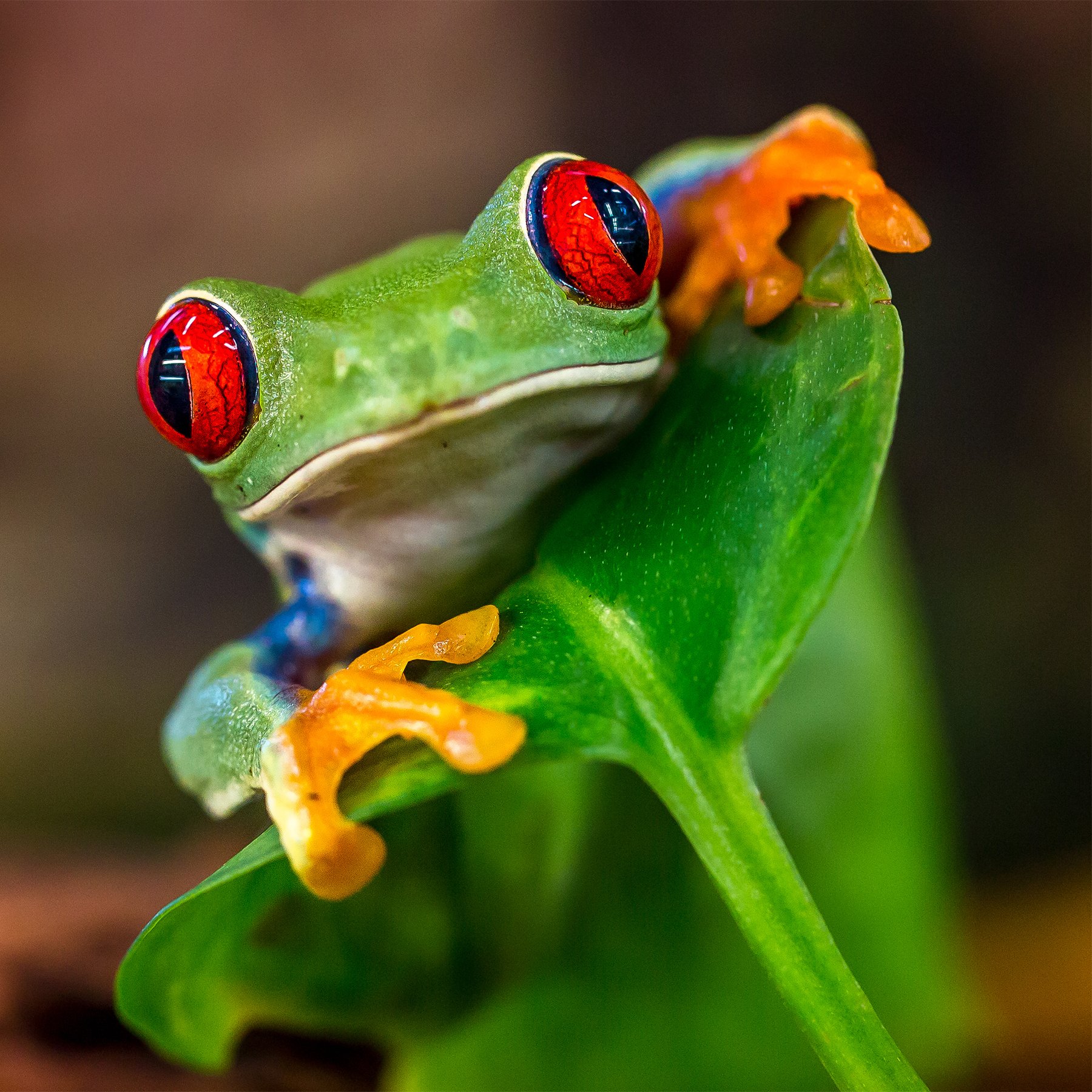 red eyed tree frog predators