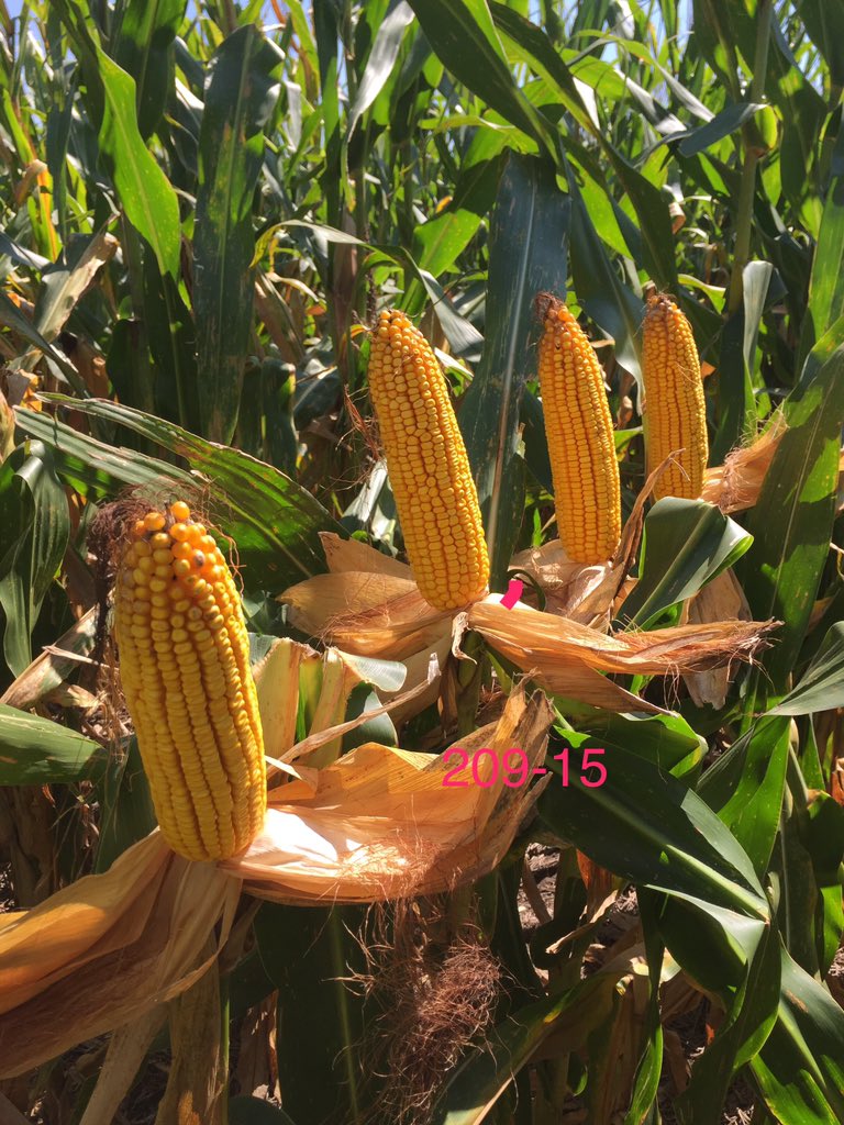 Channel Kansas (Channel_Kansas) Twitter