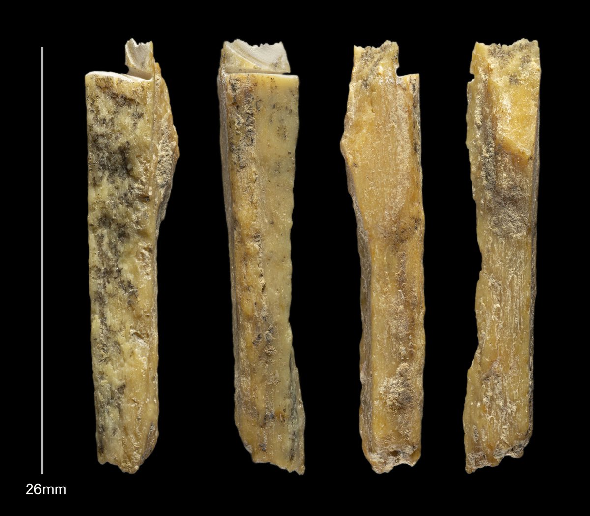 Katerina__Douka's tweet image. New tiny hominin bone from #DenisovaCave we just discovered with  #FINDER_Project &amp;amp; @PalaeoTwit using #ZooMS! Who can it be? Maybe Denny&apos;s little bro?! We&apos;ll know soon when #aDNA #radiocarbon &amp;amp; further analyses are finalised. @MPI_SHH @IAET_SBRAS__NAP @ERC_Research @tommyhigham