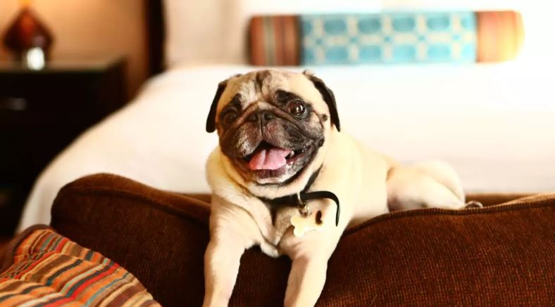 BudgetInnCOLS's tweet image. Small dogs are  welcome at our pet friendly hotel! 
#petfriendly #hotel #budgetinn