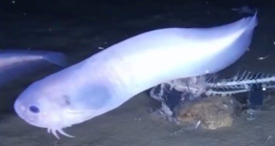 theoceanproject's tweet image. Three new species of fish discovered in the extreme depths of the Pacific Ocean buff.ly/2x4CEje