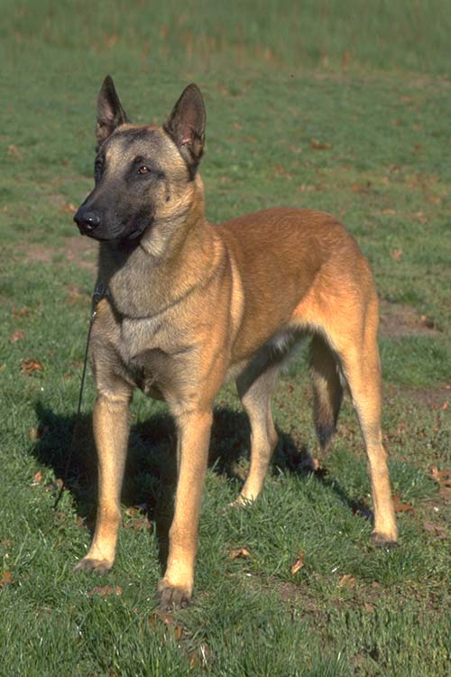 I am pleased to announce that the newest member of the Trinity Police Department, K-9 Officer Hiller, will report for duty in November.  Please review our letter to learn about our fundraiser.  Thank you Trinity JROTC for helping us kick off the fundraiser at Open House.