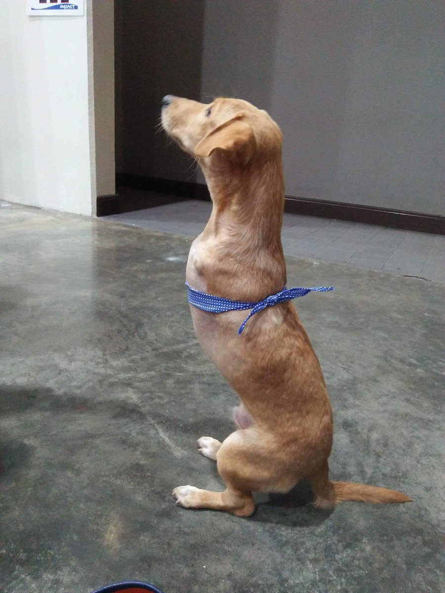 รักหมาจัง🐾 tweet media