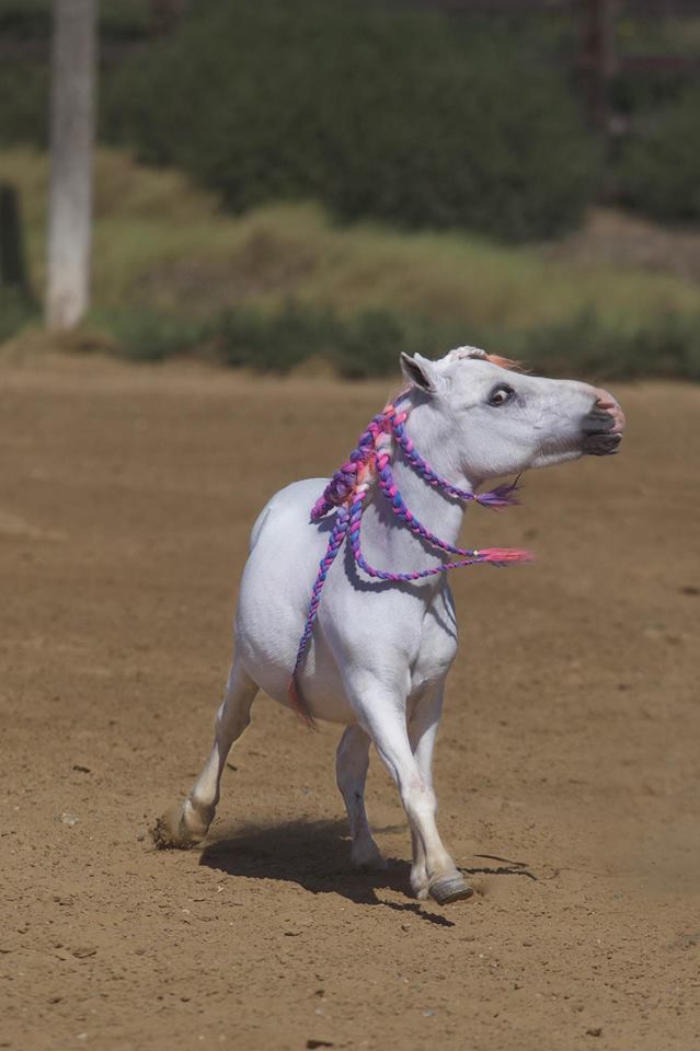 gooddyeyoung's tweet image. Unicorns are real y'all! 💜💗🧡😍
Leave some🦄🦄 if Jiggy is giving you mane envy 😍
🎨 shop at bit.ly/2iQ8flB
🐴 Jiggy, Tubby and Pudgy

#gooddyeyoung #poserpaste #hairmakeup unicornlove #pastel #purplehair #maneaddicts #pinkhair #orangehair #unicornlife #hairgoals