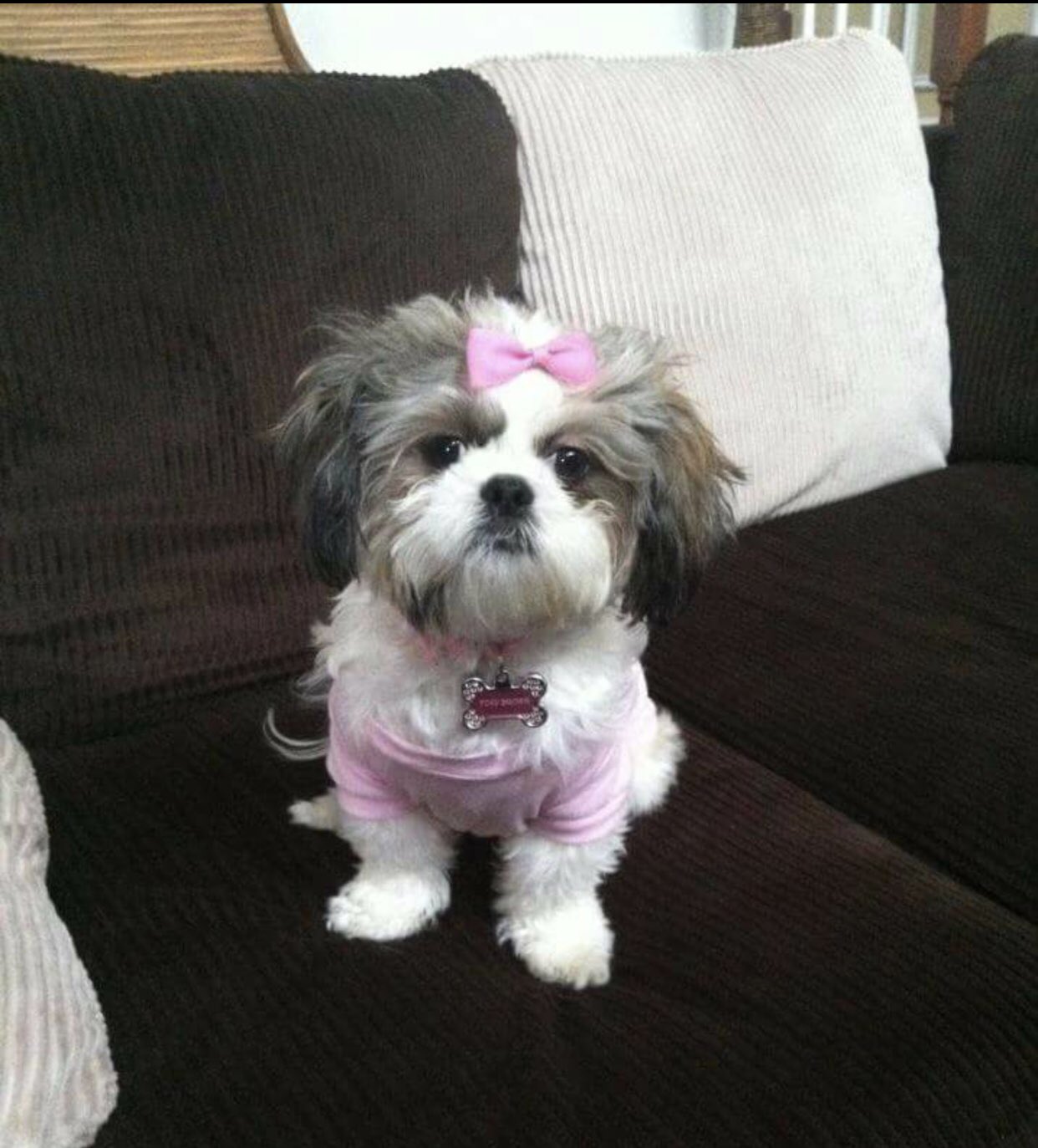 Happy 8th Birthday to my Foxy Brown ( RIP ) I miss u!   