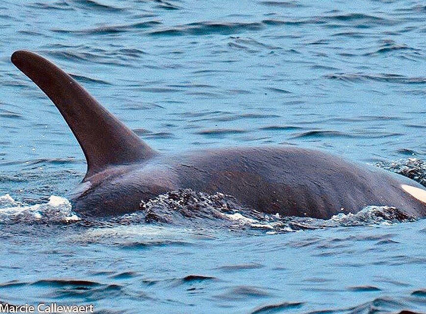 leacamilleri's tweet photo. [URGENCE ABSOLUE] ⚠️ Les orques ici sont en train de mourir de faim. La particularité de ces orques c’est qu’elles ne se nourrissent exclusivement QUE de saumons et que des barrages inactifs bloquent leur arrivée. TU VEUX AGIR ? SIGNE ICI : https://t.co/AGhs7HuRLx #WEARETHEORCA https://t.co/fExhIheNjZ