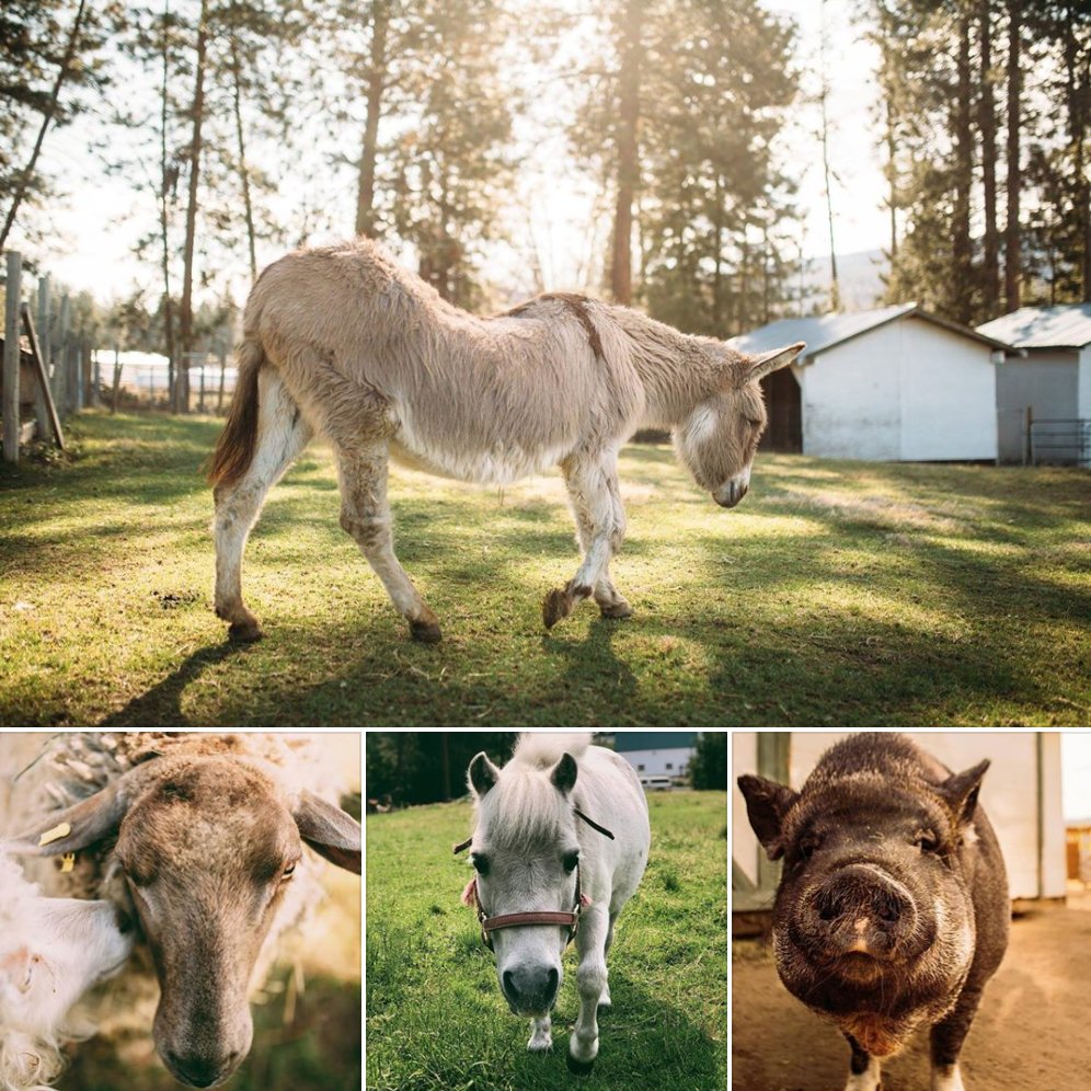 SkyRunOkanagan's tweet photo. Join our friends @TheViewWinery &amp; @WardsHardCider at @KelownaFarm for a day of family fun! Enjoy 🎸 by @LeeDinwoodie, a barn dance, food &amp; beverages from @GlowJuiceryYLW &amp; Wards Hard Cider and lots of fun activities for all.

🎟️ Info: https://t.co/CjYWU4ly9r https://t.co/iPqv3R82WR