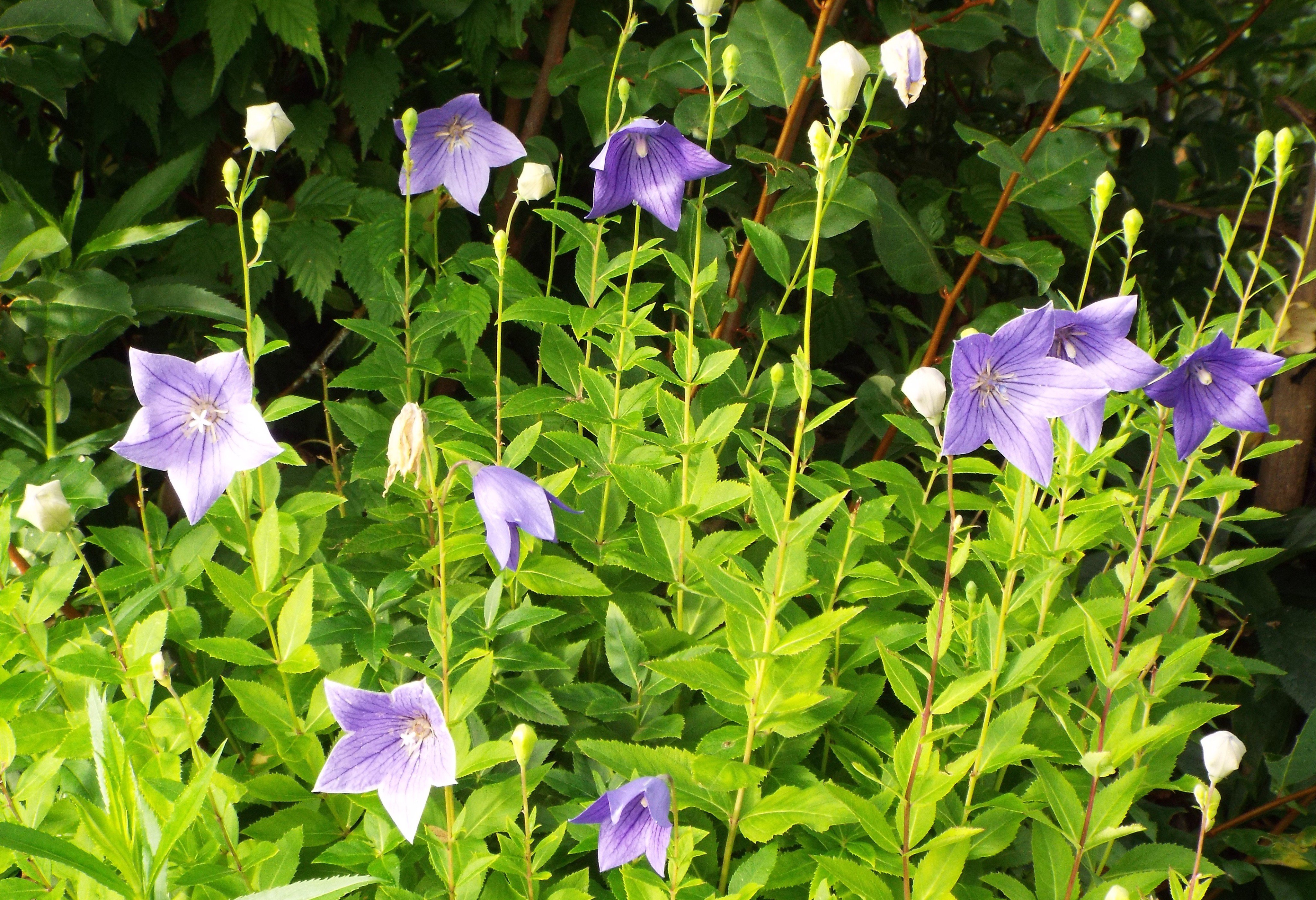 تويتر いりちゃん 花と月に魅せられて على تويتر きょう9月12日の誕生花 キキョウ この花は キキョウ科キキョウ属の多年草 別名 オカトトキ 岡止々岐 原産地 日本を含む東アジア 花言葉 変わらぬ愛 気品 誠実 やさしい愛情 清楚 など T