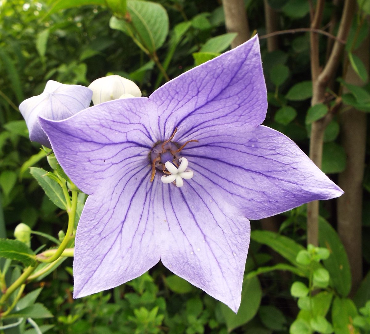 いりちゃん 花と月に魅せられて きょう9月12日の誕生花 キキョウ この花は キキョウ科キキョウ属の多年草 原産地 日本を含む東アジア 花言葉 変わらぬ愛 気品 誠実 やさしい愛情 清楚 など