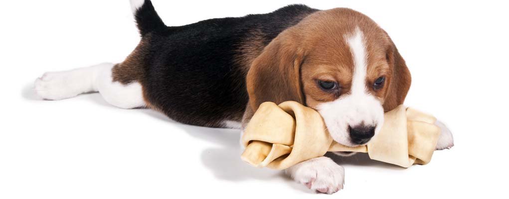 Pet Food Institute tweet media