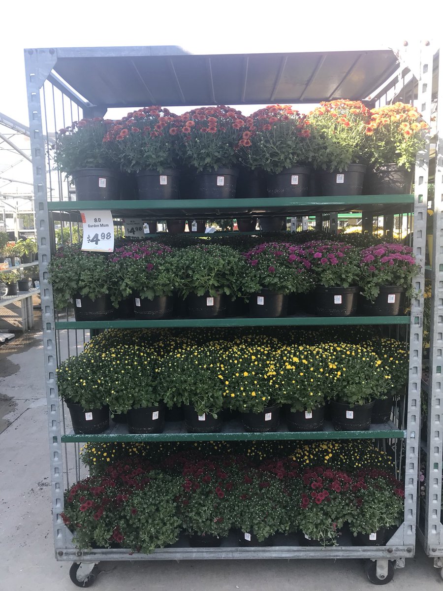 DDGrahamFlowers's tweet photo. More Fall Favorites at the Home Depot in Milwaukee WI! https://t.co/utchF7S0X3