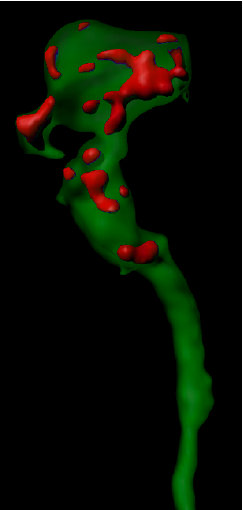 TheSilverLab's tweet photo. We are looking for a highly motivated postdoctoral fellow to join our team! This is an exciting opportunity to study RNA localization and local translation in radial glial progenitors of the developing brain! Please see https://t.co/b3nqewtwmj. Please RT! #RNA #radialglia https://t.co/zqT5lh40TQ