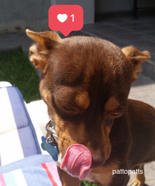 pattopatts's tweet photo. @MarG2104 @ElToskano @ClepsidraQ @PilarCamachoG @bbdavilagzz @quico70 Saludos Mueganitos mando besos https://t.co/9LhG6MB25U
