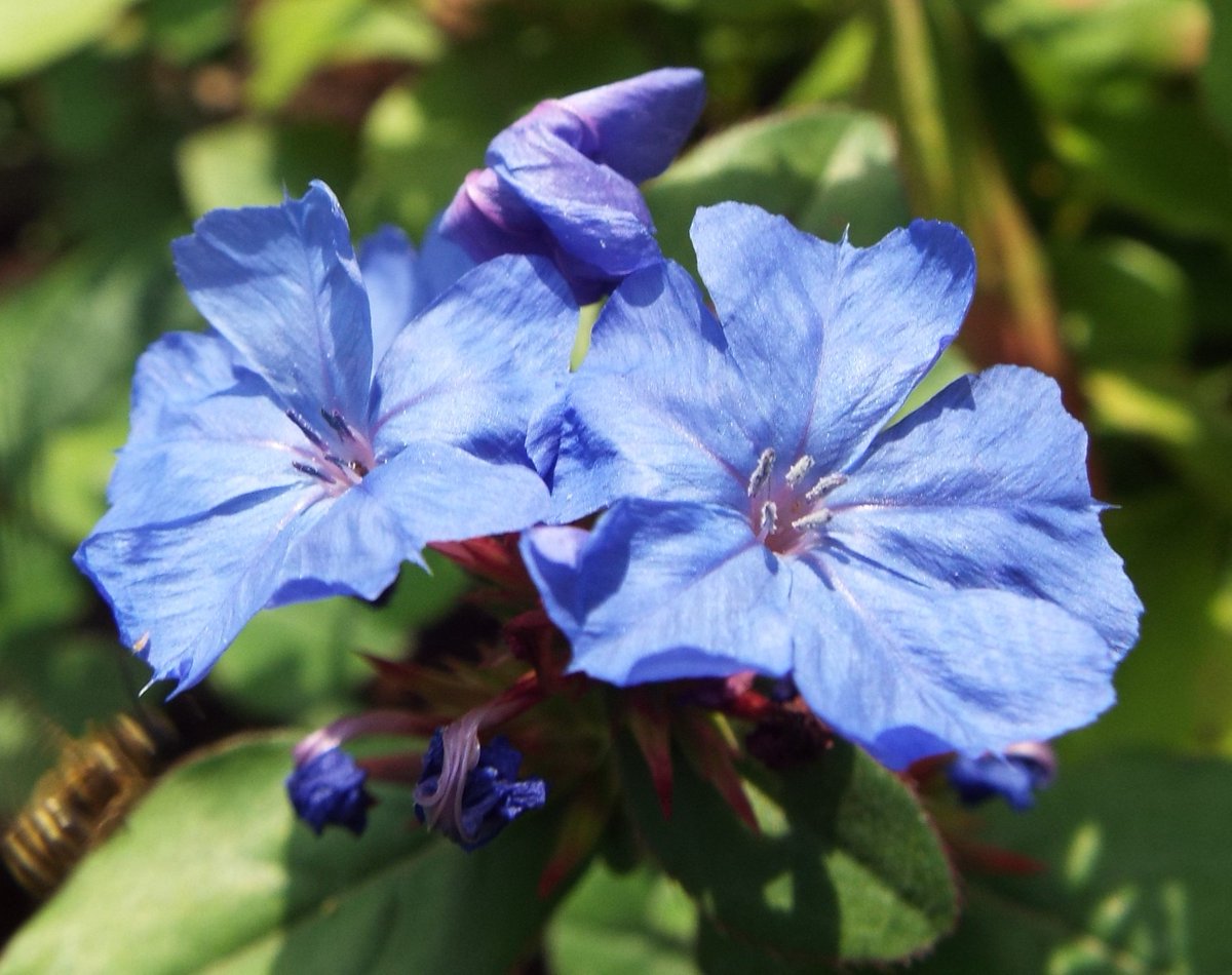 ট ইট র いりちゃん 花と月に魅せられて きょう9月12日の誕生花 ブータンマツリ この花は イソマツ科ケラトスティグマ属の多年草 原産地 アフリカ北東部 ヒマラヤ地方 チベット 中国 花言葉 いたずら心 ひそかな情熱 など 注 この花を誕生花と