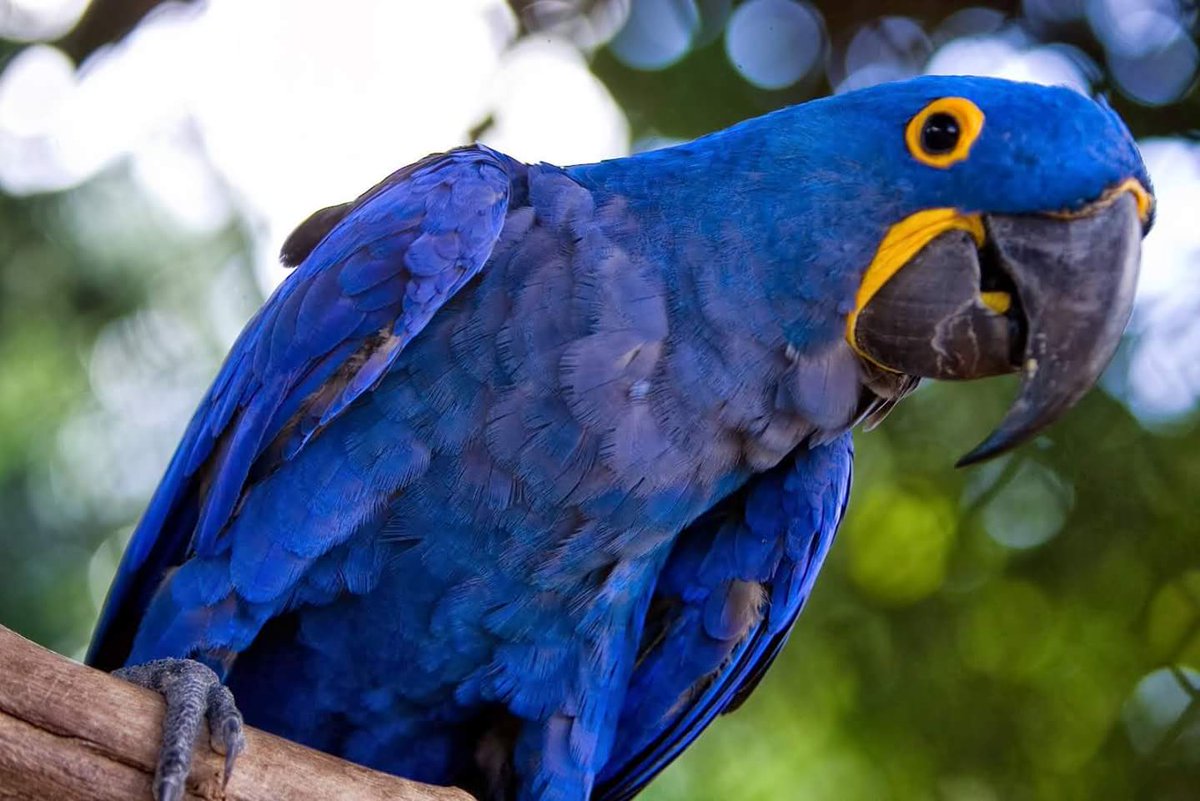 ZooLosCaimanes's tweet photo. Se declara oficialmente extinto el guacamayo azul que inspiró la película Río. Mira el artículo completo aquí:  https://t.co/hu7FXiRJRp #ZooparqueLosCaimanes #MedioAmbiente #SalvemosElPlaneta https://t.co/hAnbO2PcrX