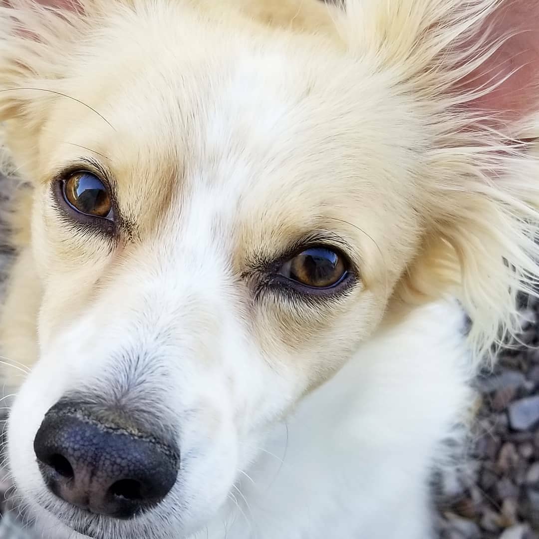 simplepetlove's tweet image. Happy Tail Wagging Tuesday! Feature #5  today is from our up close and personal friend Coco!! Thank you @puppourridecor for sharing!!! 😍😍😍🐶🐾 #inyoface #themedays #upcloseandpersonal