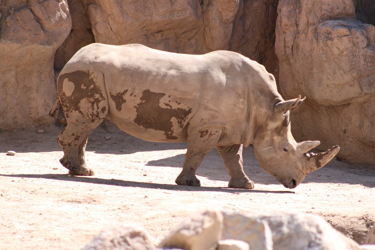 abqbiopark's tweet photo. We are excited to celebrate our Pachyderms this weekend—get ready with us and purchase a gift for your favorite #elephant, #rhino or #hippo from the #NMBPS #Amazon #Wishlist: https://t.co/XYf1oiAhJM #ABQBioPark #Zoo https://t.co/1kMQwcOo94