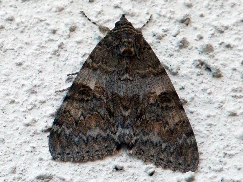 CunningWriter's tweet photo. One of these Red Underwing gals snuck in tonight, the insect equivalent of wearing lingerie under a trench coat. #nature https://t.co/lWBV3GmAPR