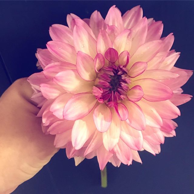 alanabrookfield's tweet photo. Love dahlias as much as I do? Then join me on 9/16 for dahlias, drinks and doughnuts at @bullyboybooze! Let’s make some gorgeous arrangements before this baby comes! Link in bio for tickets!

#dahlia #bostonevents #bullyboydistillers #alicestable #thejoy… https://t.co/RzfcxoUxzE https://t.co/9BMpXfnCF8