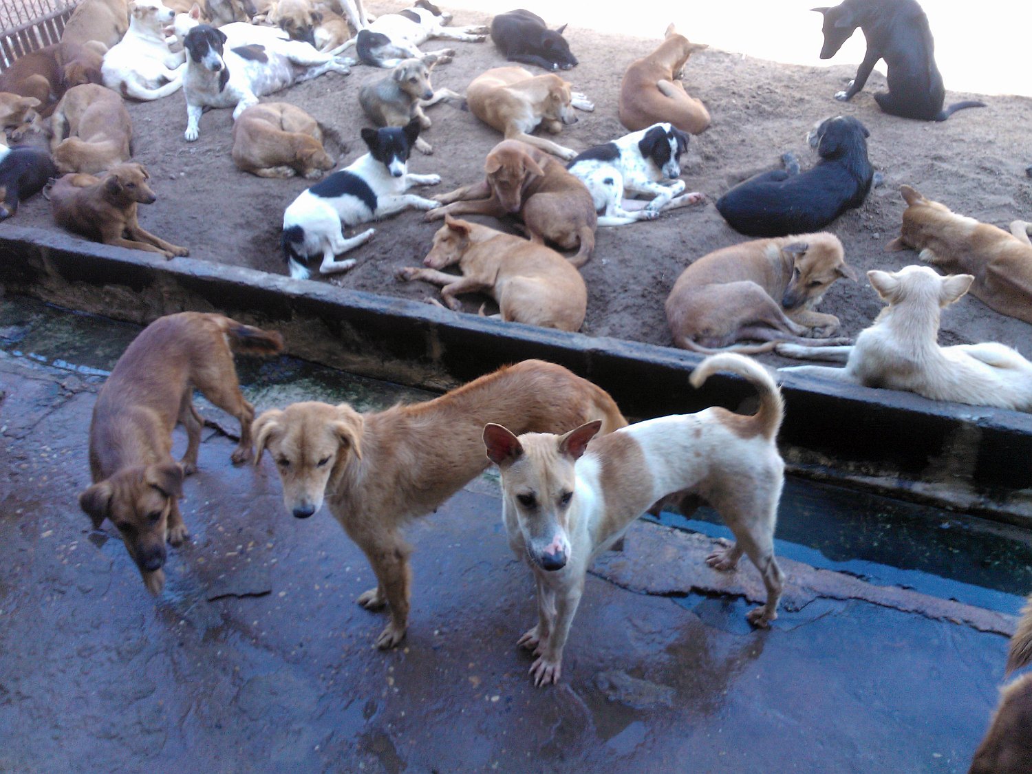 尻尾のない犬 犬同士の喧嘩で犬が死ぬ事故が頻発している件について 事故の原因はストレスであって 決して 元野犬 であるから ではないはず 野犬 凶暴 というイメージをうまく利用しないで 十分な広さのある健全な環境で 元野犬が理由もなく殺戮に