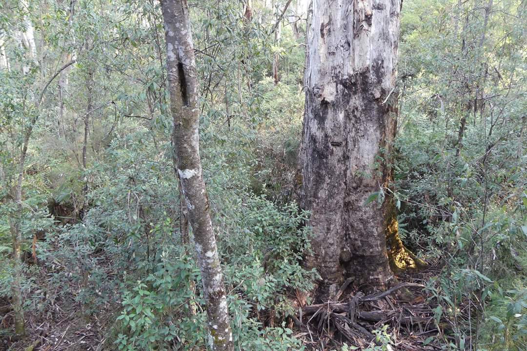 ForestCVic's tweet photo. These old trees R found in Baw Baw coupe measured over 2.5m diameter. Largest one, a Mountain Grey Gum, measured at 9.75m in circumference, or 3.1m diameter. The trees were ment to be protected but logging has happened within needed protection zone for tree. Why @LilyDAmbrosioMP https://t.co/uCWFw0U6xC