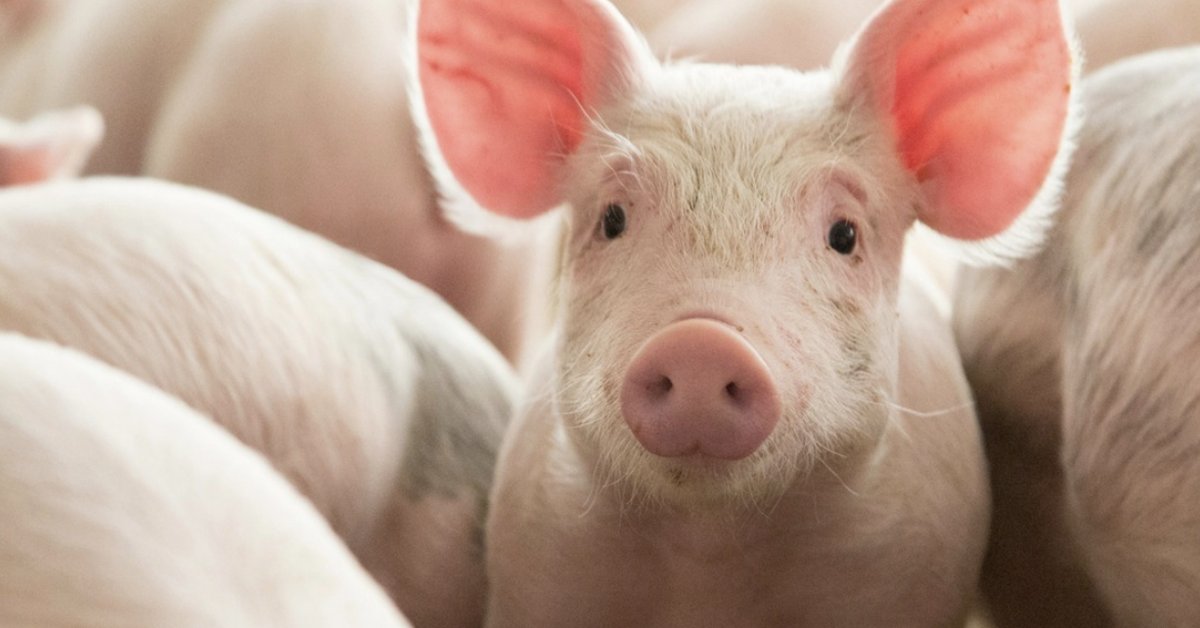 Alltech (@alltech) on Twitter photo Are you using the correct feed and feed ingredients to ensure your sows and piglets perform to their optimal potential? Dr. Jules Taylor-Pickard explains the benefits of a well-balanced diet for your herd to <a href="/PigProgress/">PigProgress.net</a>: pigprogress.net/Nutrition/Arti… Are you using the correct feed and feed ingredients to ensure your sows and piglets perform to their optimal potential? Dr. Jules Taylor-Pickard explains the benefits of a well-balanced diet for your herd to <a href="/PigProgress/">PigProgress.net</a>: pigprogress.net/Nutrition/Arti…