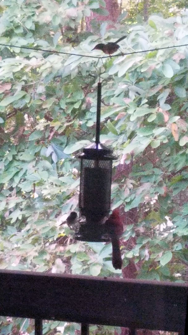 Squint On Twitter I Put Up A Bird Feeder On My Balcony Last Week