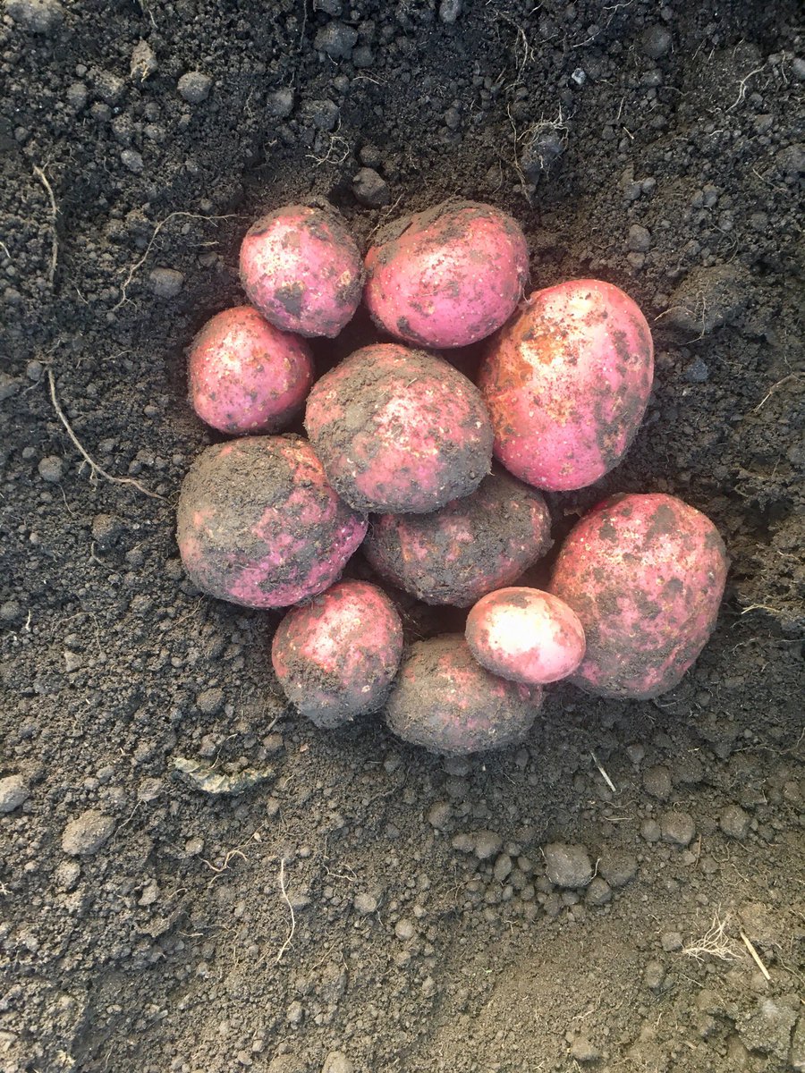 Brake_Farm's tweet photo. Checking Setanta and Fandango tatties before deciding to spray of the shows. Very happy with the crop considering the weather it’s been https://t.co/2DoFXVLgBV