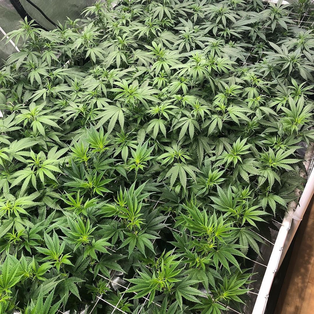 SunPlix's tweet photo. Random photo from our customer.
Grown under #SunPlix #cmh315 #315cmh #315w #growlight #growlighting
#cmh630 #cmh630w #cmh1000 #cmh1000wde #cmh1000de #cmh630de #cmh1000w #cmhgrown #630wcmh #630de #630decmh #630cmh #1000decmh #1000cmh #1000de #1000wcmh https://t.co/FZBgixUHNN