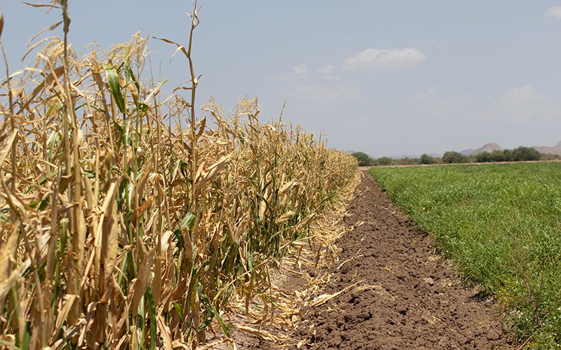 cronkitenews's tweet image. Tuesday will be the start of a series of trials for the #WaterRights for the #HopiTribe, and experts are expecting the results to take a while. Read more: ow.ly/xNlH50iDTQa