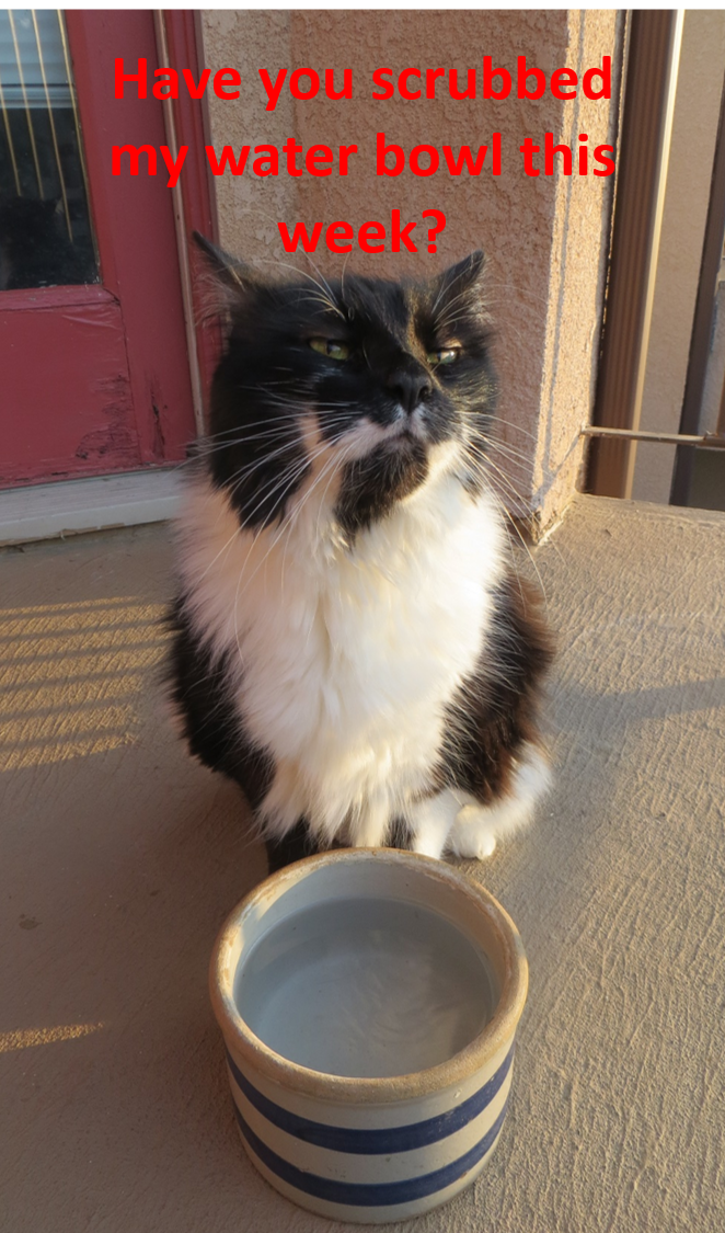 DeltaMVCD's tweet photo. Have you scrubbed your #pet's water bowl this week? Weekly scrubbing with 10% bleach will remove any invasive #mosquito eggs that could be attached at the waterline. #FightTheBite #InvasiveAedes #pets https://t.co/Wstnicvibj