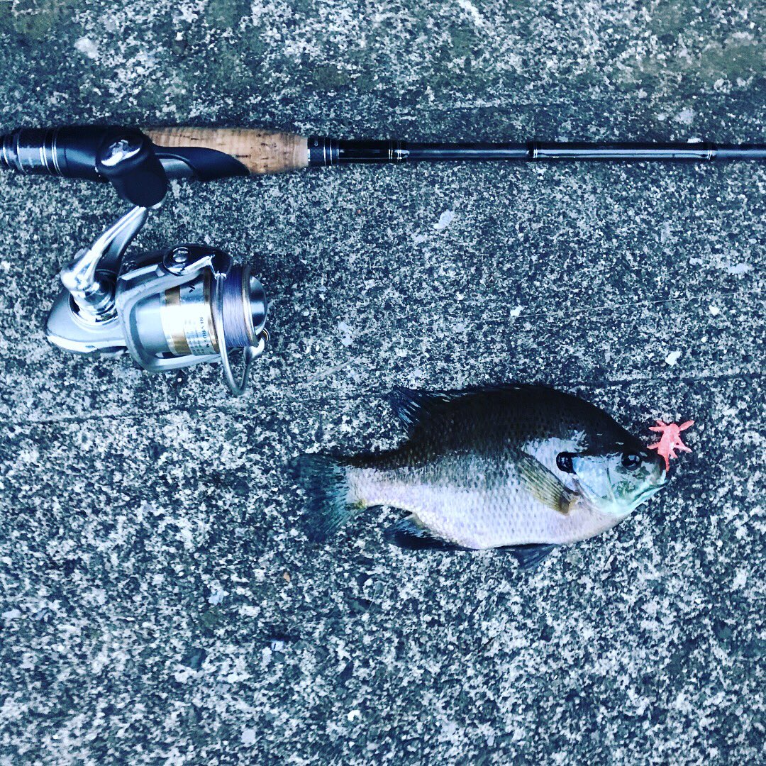 都内バス釣り