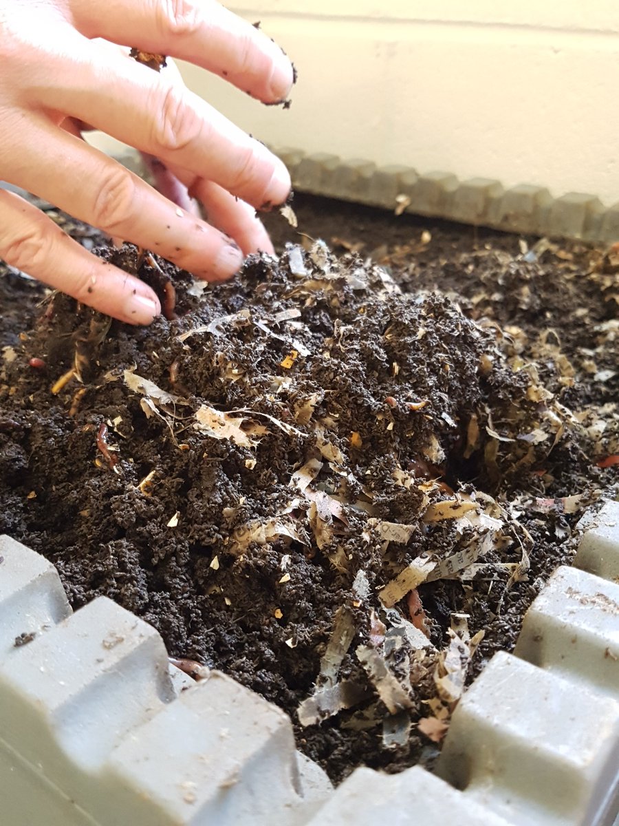 Feeding our worms #Compost #EcoClub #SoilNutrition <a href="/LASSinspires/">LASS inspires...</a>