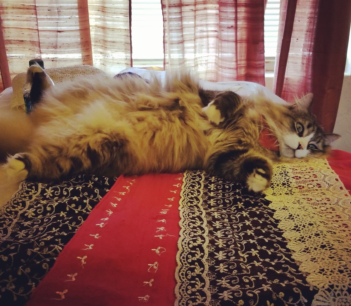 MadameAskew's tweet photo. A little sneak peek of the foundation skirt. The ruffles are Mr Cake approved.
#shopcat #cakemchamish #steampunksewing #tikipunk #sneakpeek
#gaslightexpo https://t.co/kdWSR0Vk7i