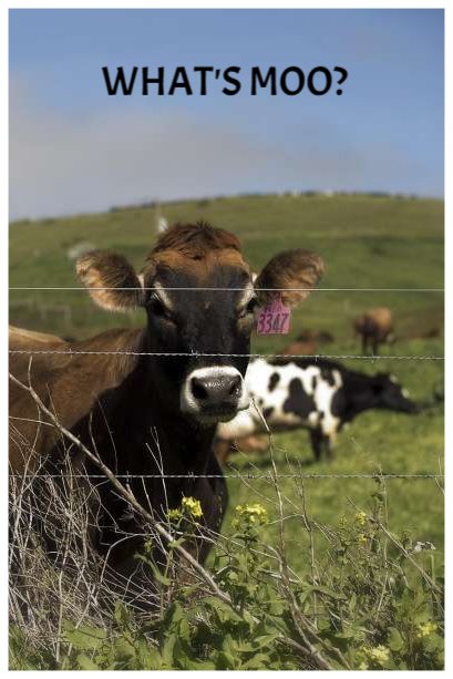 Happy #cowtuesday 

From All of Us at SFC
#landtrust #landtrustlife #preserves #rangemanagement