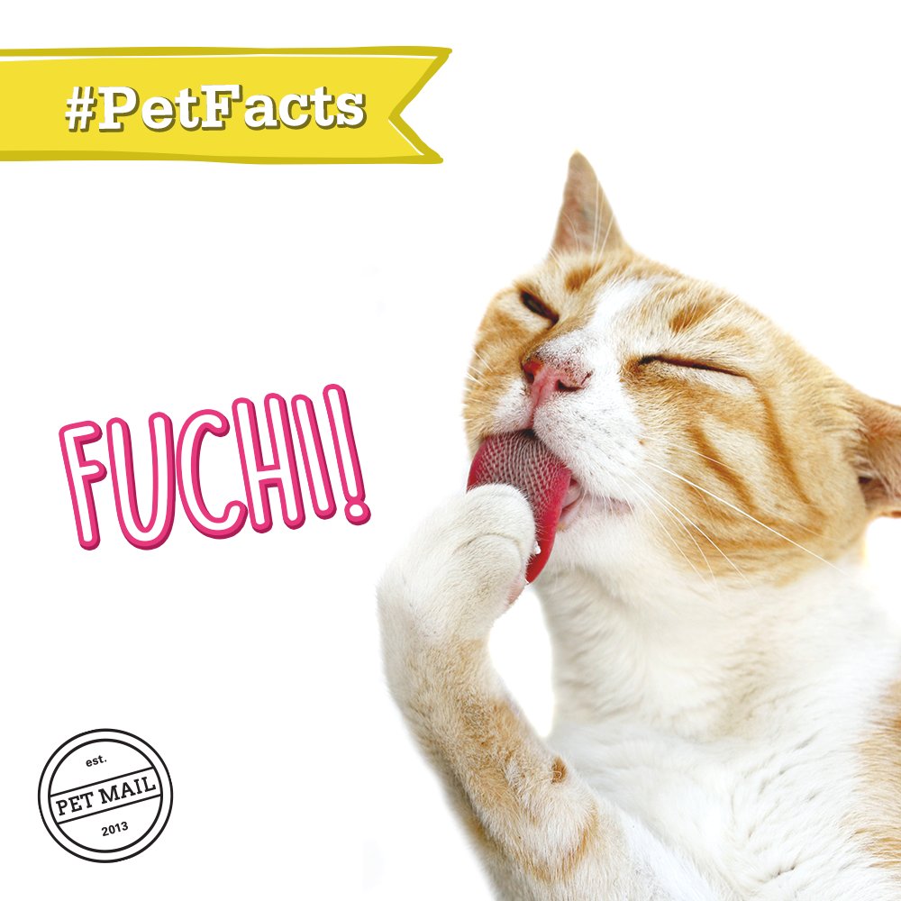 PetMailMX's tweet photo. #PetFacts ¿Sabías que los gatos se lamen para quitarse tu olor? https://t.co/Raffqyf7Uv