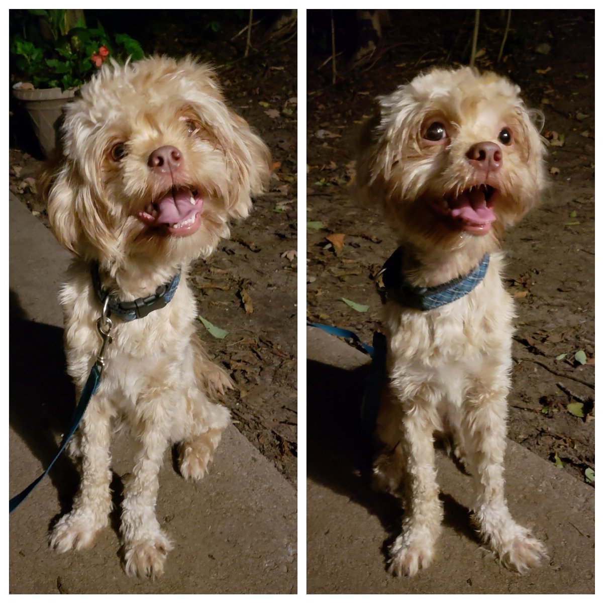 AgilitywAmanda's tweet photo. The #gremlinmuppetdog Joey got a #haircut #lol
#gremlinmuppet #dog #gremlin #muppet #dogs #doggy #doggo #faceonlyamothercouldlove #souglyitscute #haircuts #hairstyle https://t.co/wWkMjDe73Z