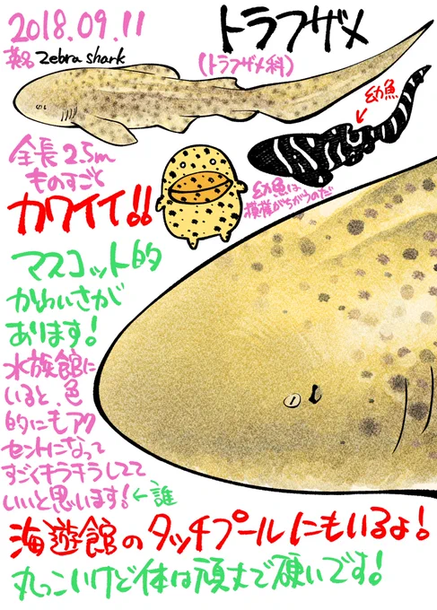 サメ図鑑 31

トラフザメ

更新遅くなっちゃいました笑
今日はとってもかわいいサメです!

#たくみじろうサメの絵 