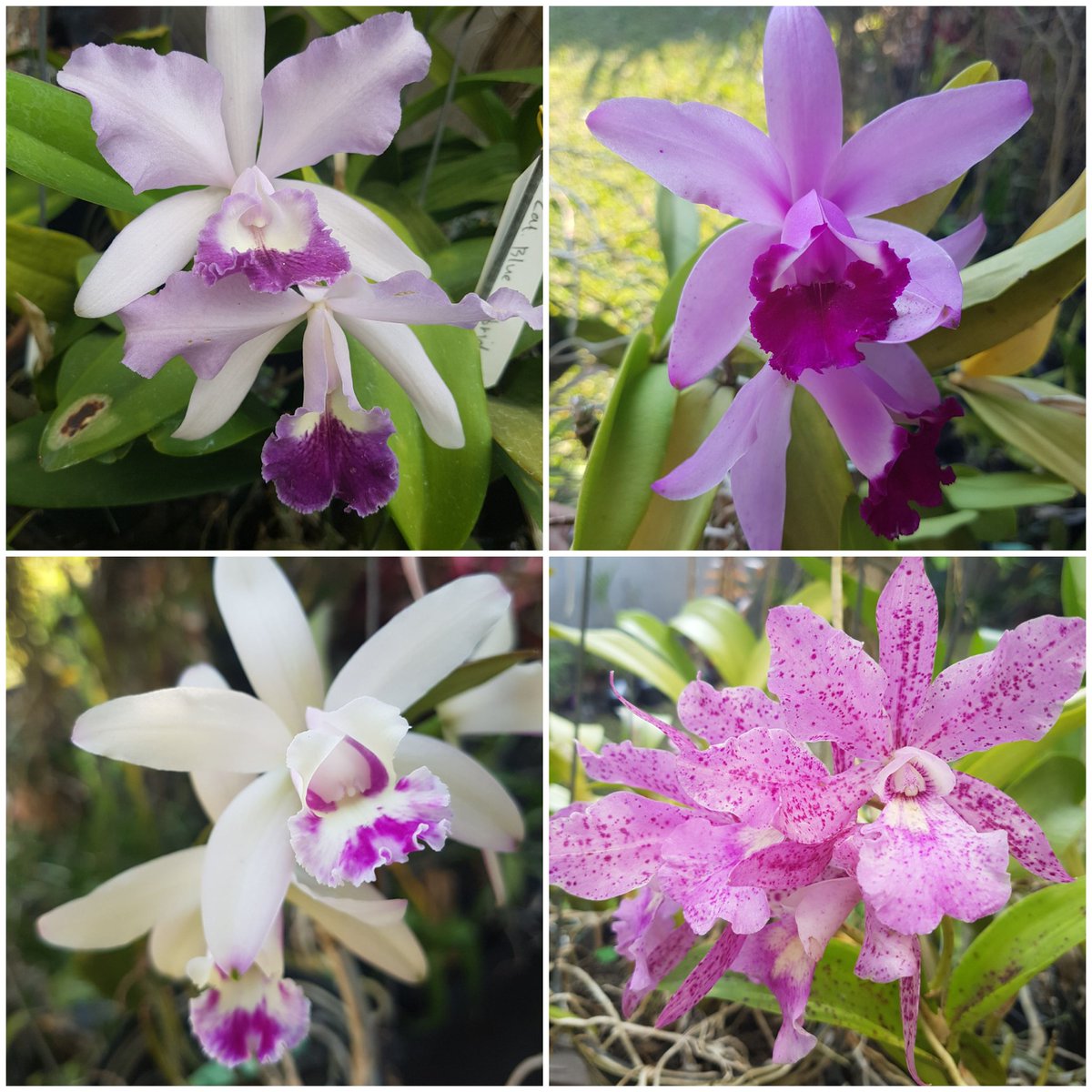 Cattleya ... and cattleya 😂