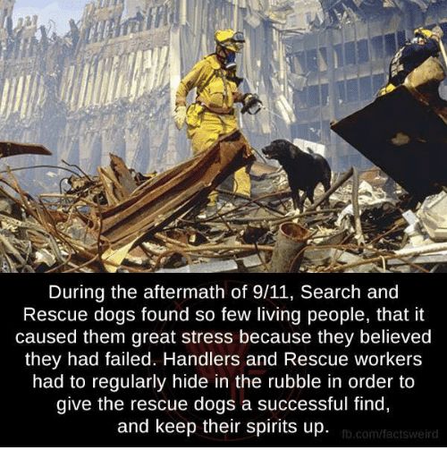 Pausing for a moment to remember the Search & Rescue K9 heroes of 9-11 🐾🇺🇸🐾
.
#911 #NeverForget #SARK9