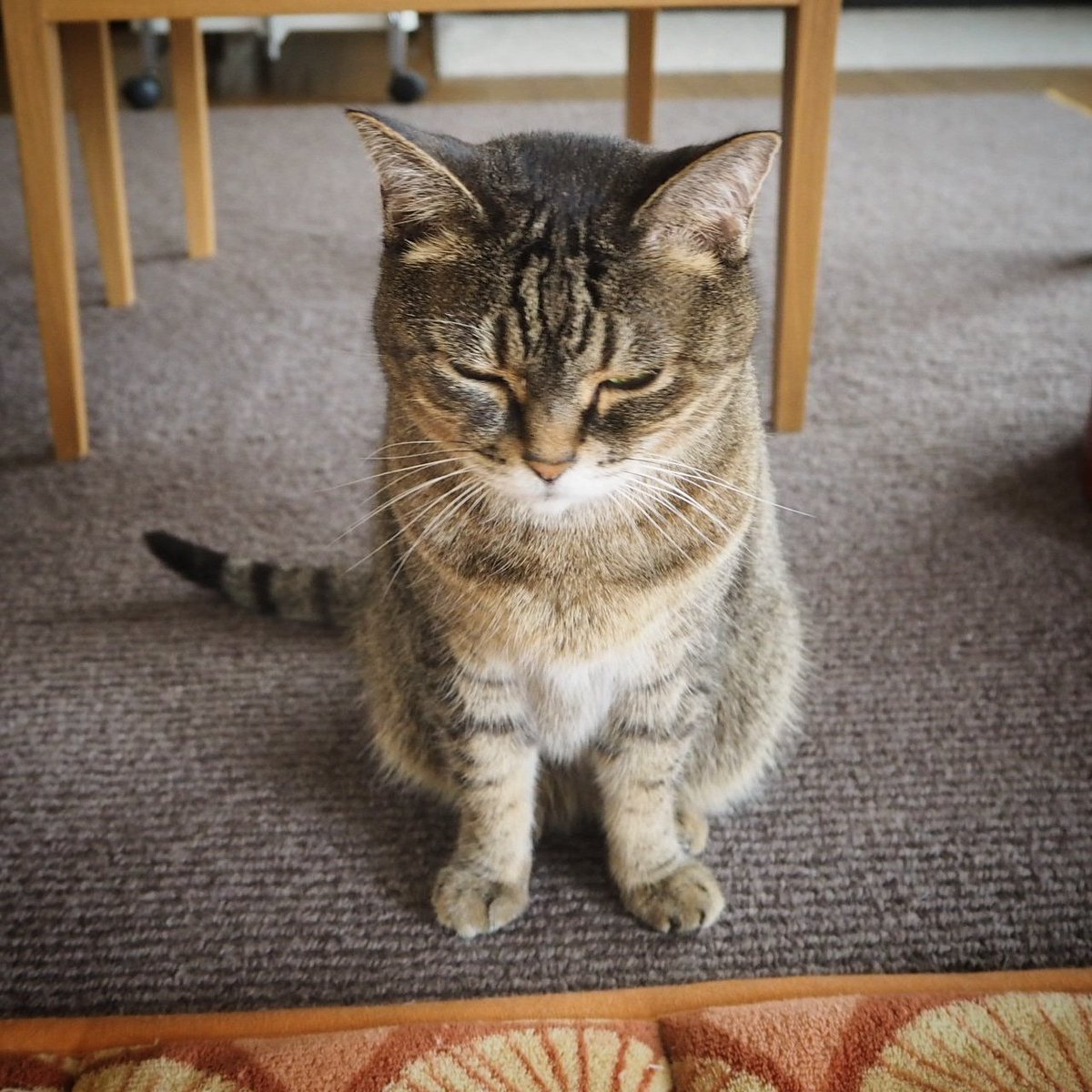 磯貝圭子 Keiko Isogai On Twitter 前足の開き具合が可愛い 猫 ネコ部 ネコ Neko Cats Cat ニャンコ Nyan キジトラ キジトラ部 キジトラ猫 Browntabby 保護猫