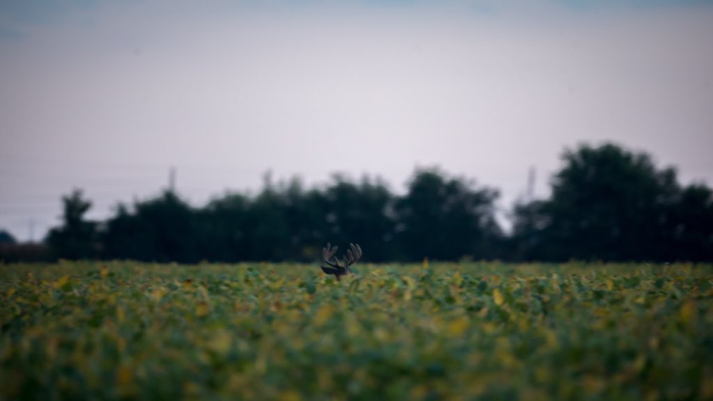 MCTProductions_'s tweet image. It’s almost time!

#hunting #deer #buck #archery #fun