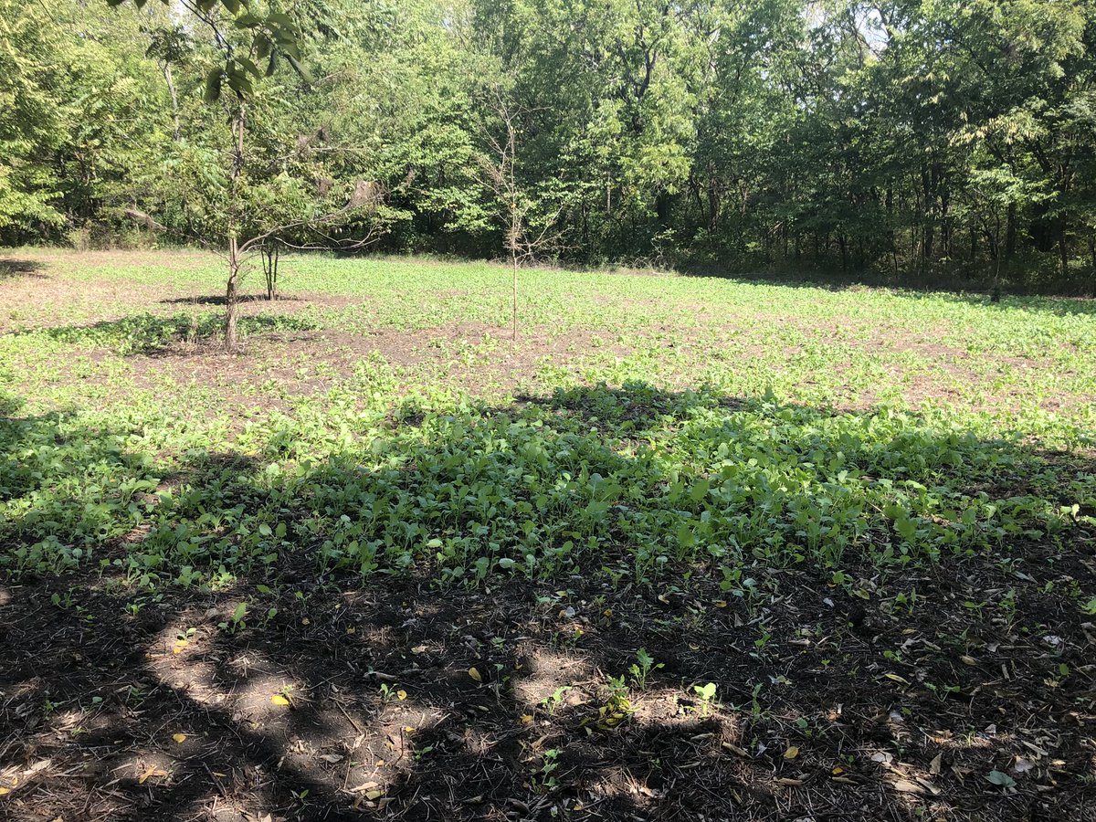 TheForgottenOu1's tweet photo. Gonna be another killer plot! @AntlerKing https://t.co/PQeS9IaPv5