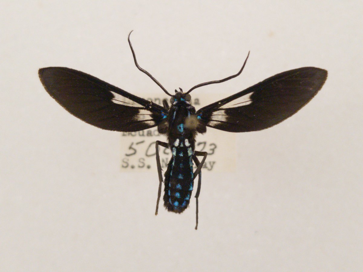 The tiger moth version of "Where's Waldo?". Can you spot the hindwings of this moth? They are vanishingly small, but they are there. This isn't the result of damage or a rare mutation -- they evolved to be this way. Likely to aid in mimicking a wasp. #arctiinae #nmnh