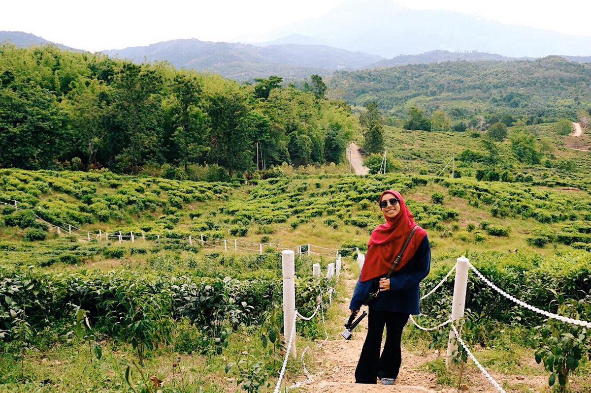 Ladang teh sabah