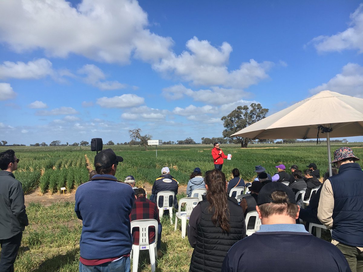 CTALiebeck's tweet photo. Social media manager @nic__mac @MADFIG14 and @DougMcginniss listening intently to @agronomeiste about early sown wheats in the mallee. Hunting tips and tricks for the WA Eastern Wheatbelt 👌🏻#econnected @BCG_Birchip https://t.co/G2iQkGNjHK