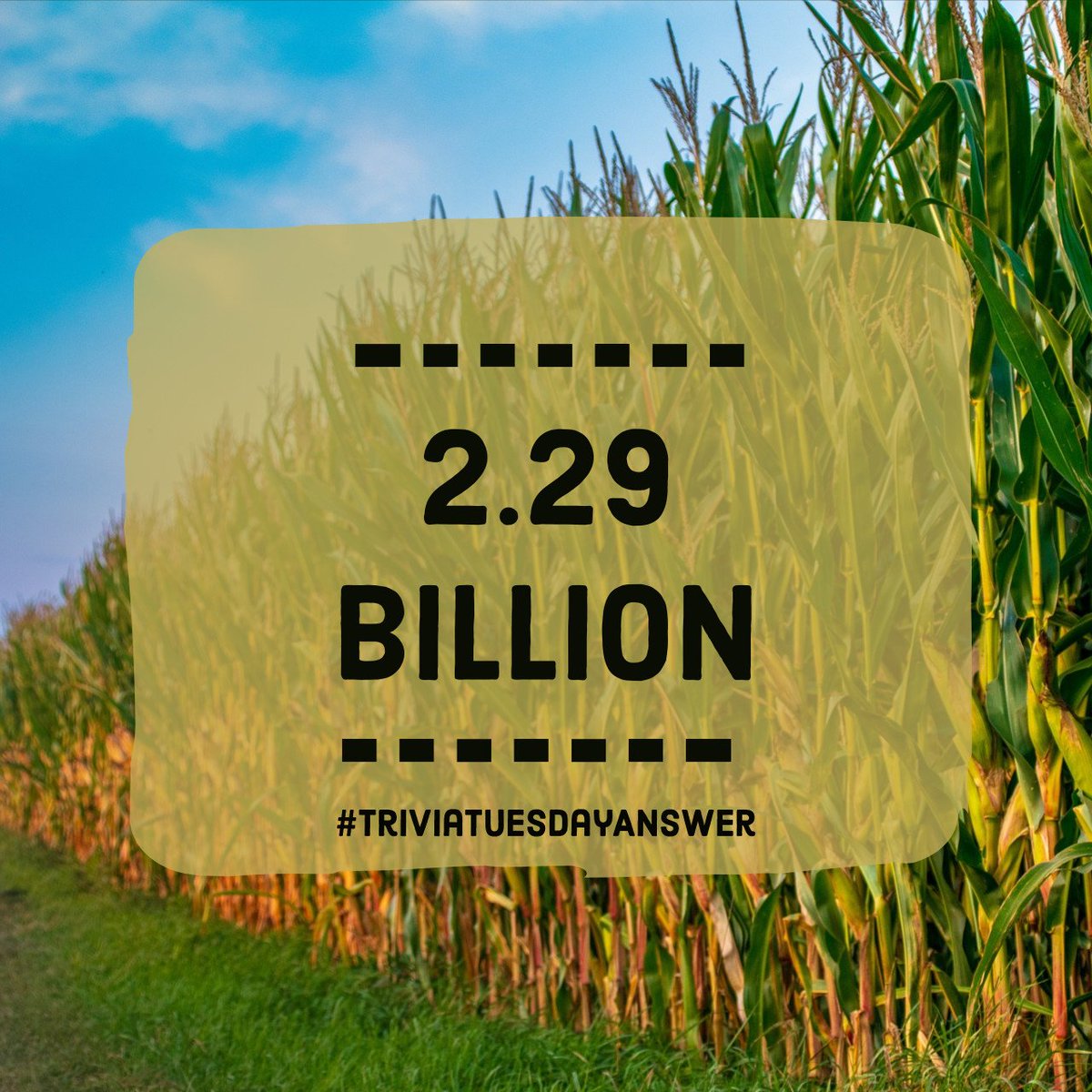 TexasCorn's tweet image. The U.S. exported 2.29 billion bushels of corn in 2016/2017! #TriviaTuesdayAnswer #TexasCorn